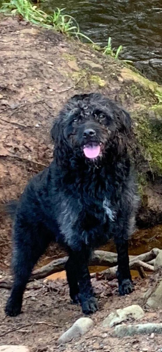 rosiedoc666's tweet image. Freja-the dog that was running up the main road towards #cockermouth on back road after #spooked by #firework.
sadly she didn&apos;t return overnight/early morning. 
Pls stay vigilant driving along road
Call me ASAP if seen 07471368135 or 07874971871
@CockermouthFC @CockermouthGolf