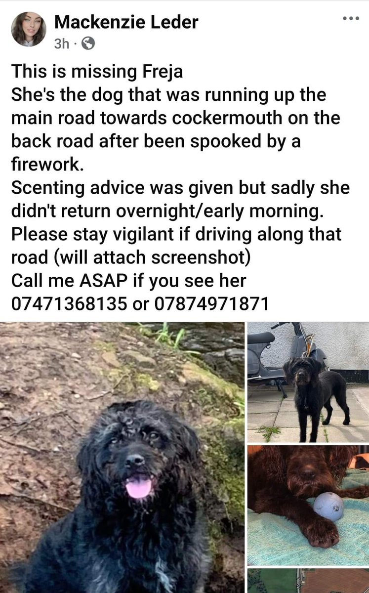 rosiedoc666's tweet image. Freja-the dog that was running up the main road towards #cockermouth on back road after #spooked by #firework.
sadly she didn&apos;t return overnight/early morning. 
Pls stay vigilant driving along road
Call me ASAP if seen 07471368135 or 07874971871
@CockermouthFC @CockermouthGolf