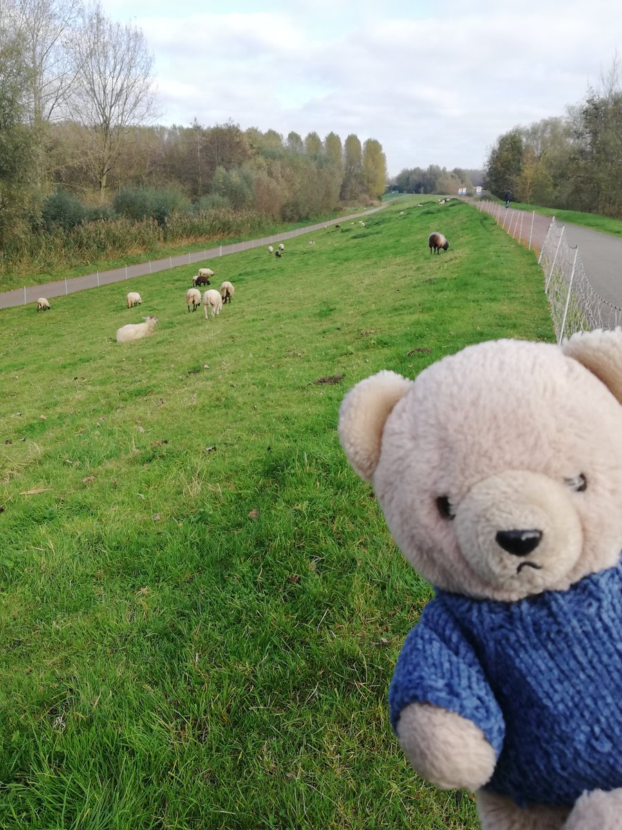 boeleke_op_reis's tweet image. Sheep graze the embankment. #grembergenbroek #walkingisfun