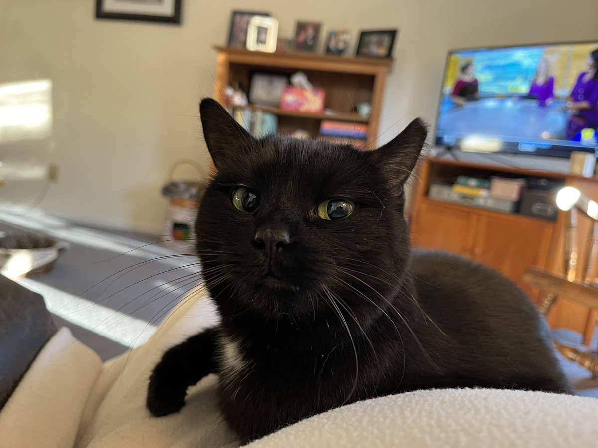 Reporterroblang's tweet photo. This morning Jules2 gazes at her favorite newsman while listening to her friends Miss @JenyneWBAL Miss @wbaljfro and Miss @DalenciaWBAL #CalmSunday https://t.co/9O6uLWUsrI