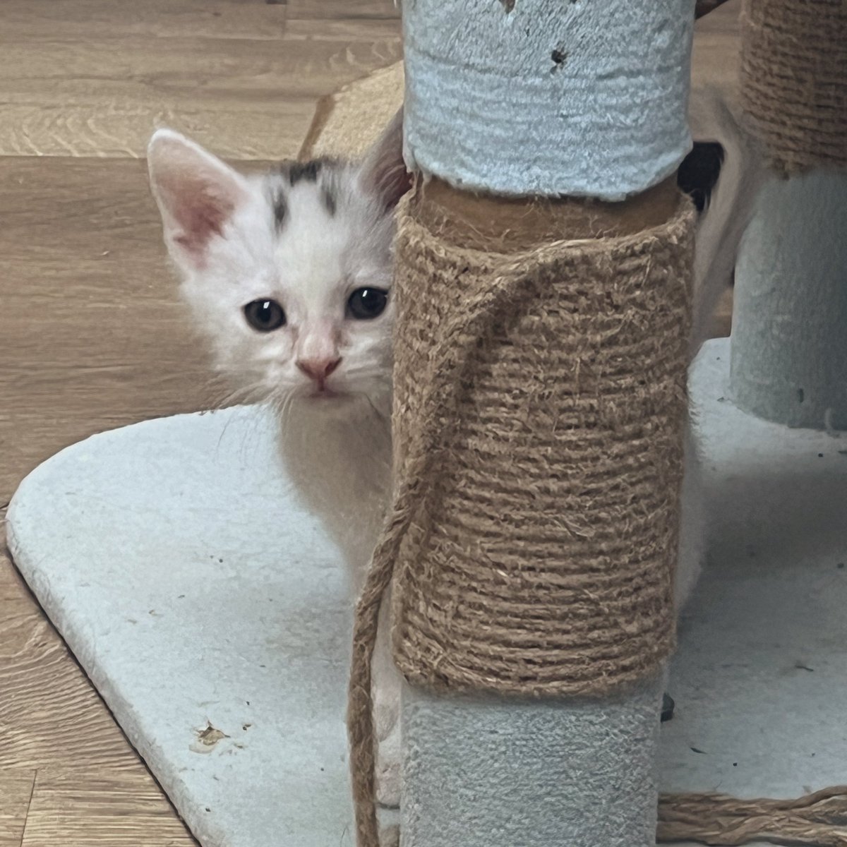 Foster_Fluff's tweet image. Hide and seek! #Spud #Kittens #CatsOfTwitter