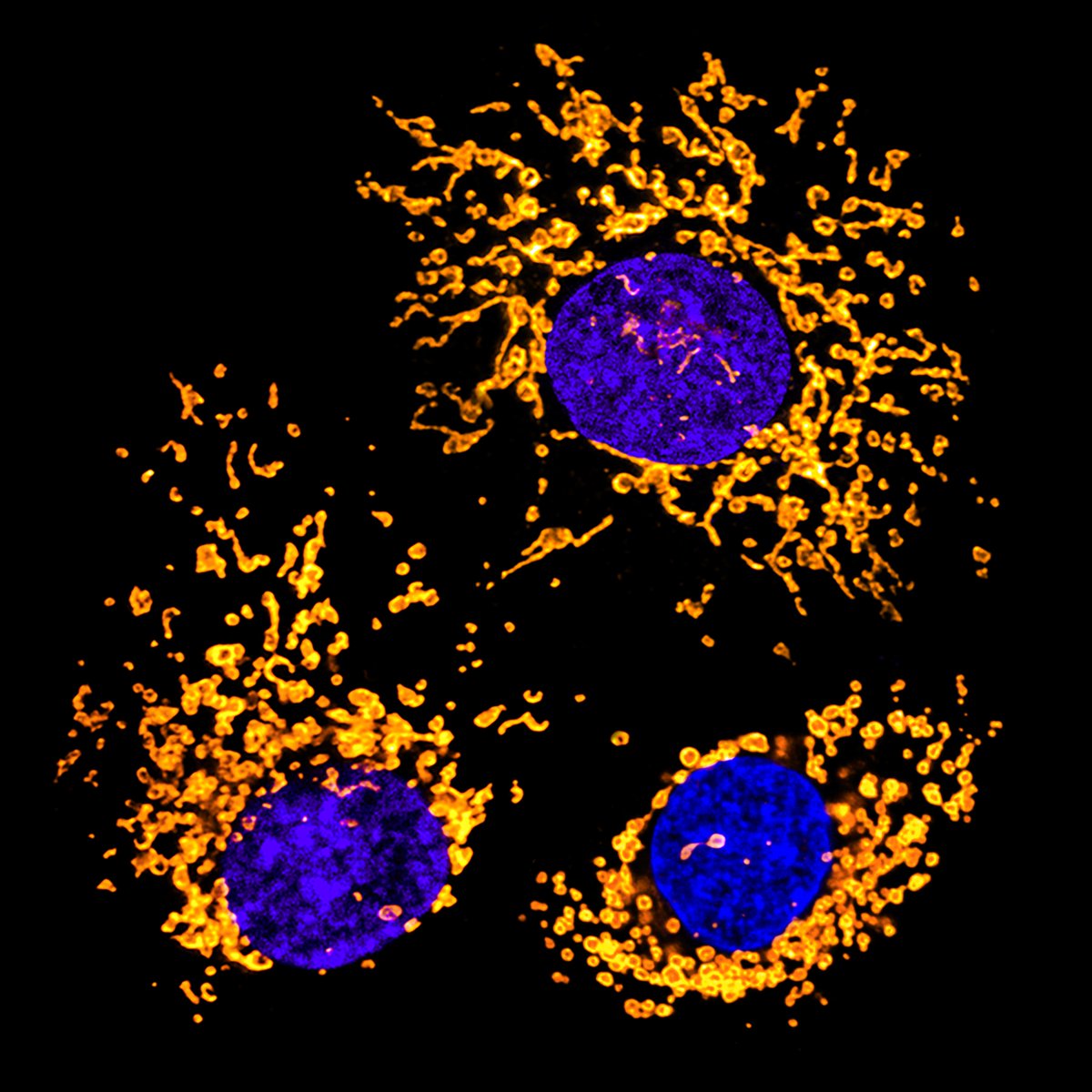 Flashback to that short period of time in my post-doc when I attempted to become a mitochondrial biologist (and a colour palette inspired by my today´s commute):