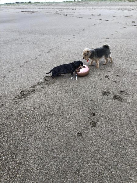 Sutton On Sea Beachcare tweet media