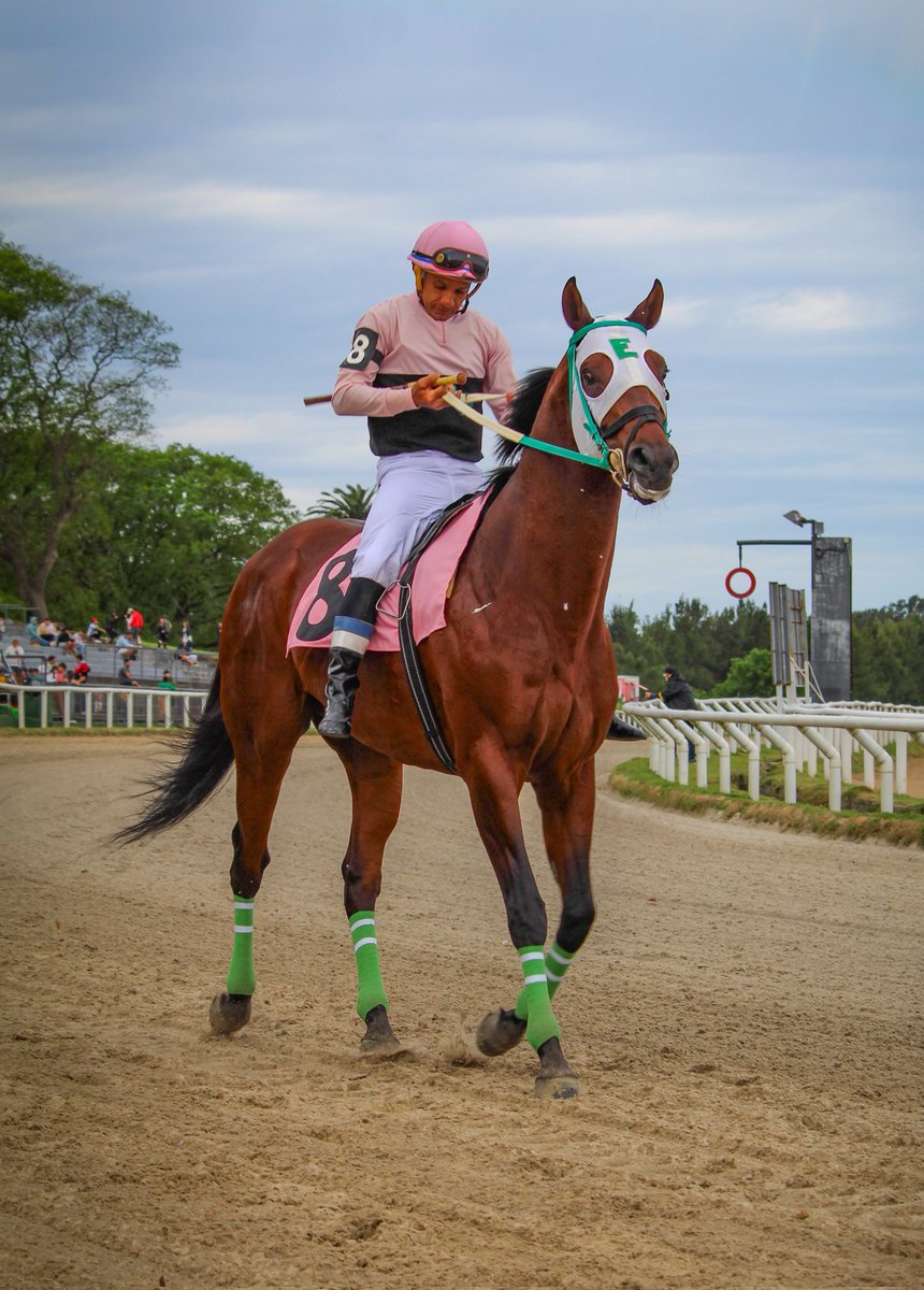 turf_uruguayo's tweet photo. #BlancDeNoirs 🏆

El Cl "87° Aniversario Del Hipodromo De Las Piedras" fue para el calidoso ejemplar de D.Minetto , quien cuando su salud se lo permite , se da este tipo de gustos.

C.Lavor guió al credito del stud Coudelaria Esmeralda , quien logró superar a #ApacheCat por 3cps. https://t.co/JEwjyjgnjm