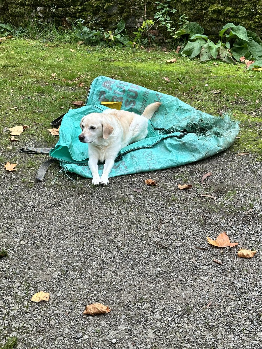 Dad’s raking up the leaves in the yard… I’m helping.