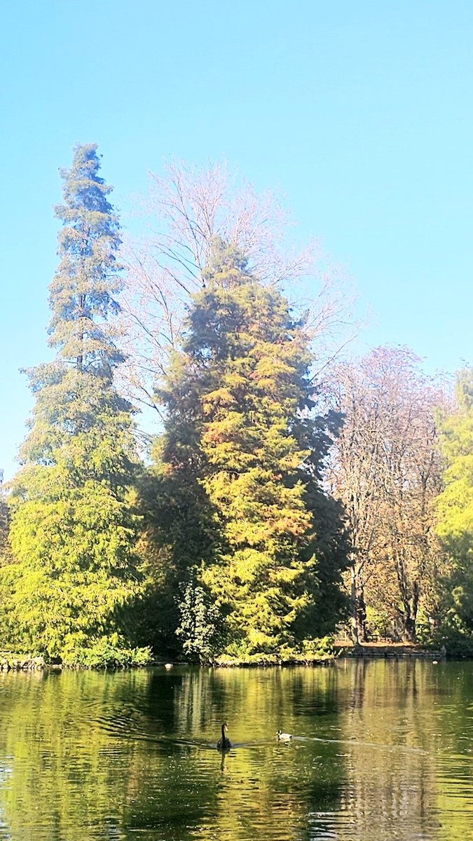 Lau Carrascal tweet media