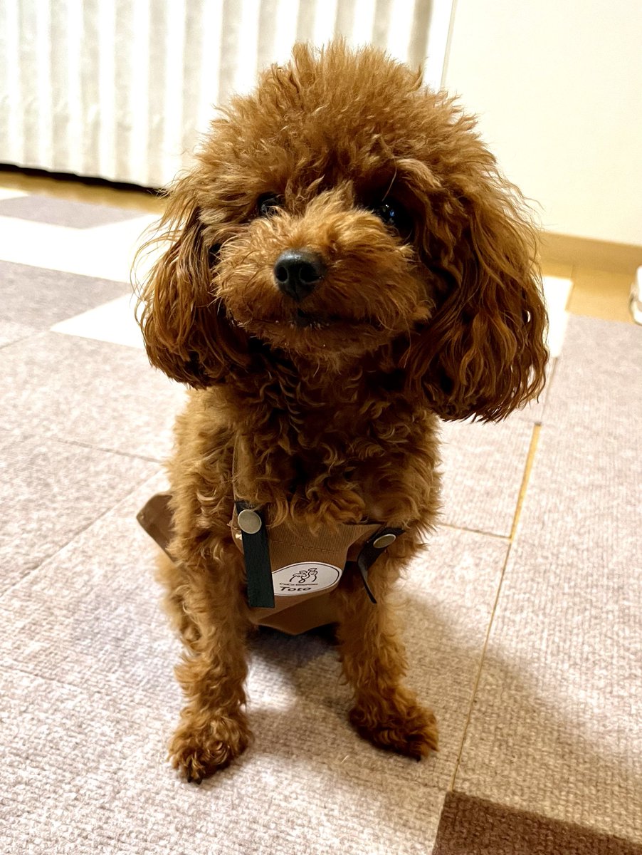 Totoypooooo0520's tweet photo. ココグルメ総選挙でオリジナルエプロンをいただきました!
めっちゃドヤ顔をしているのに、口の端っこに思いっきりご飯(勿論 #ココグルメ !)が着いていますがご愛嬌😂
ココグルメさん、 #inun さん、ありがとうございます!!🙏 https://t.co/F2ExPcOobg