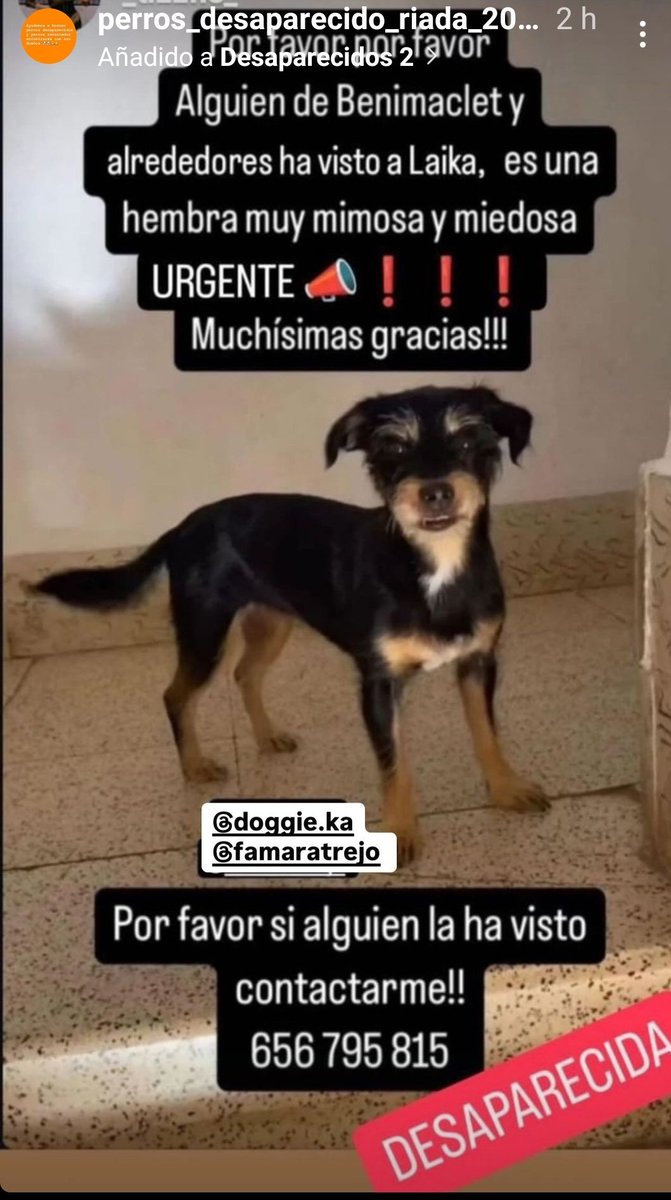 #LAIKA ha sido vista en #Benimaclet y alrededores 

#DANA #Inundacion #3noviembre #valencia #PerroDesaparecidoDANA