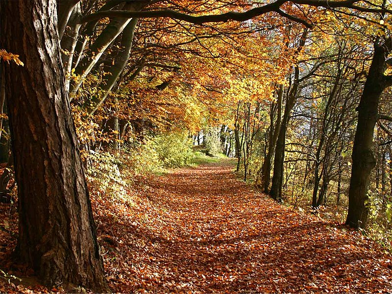 AchimKasper's tweet photo. Es geht doch nichts über einen schönen Herbstspaziergang https://t.co/zwUAAb5LMp