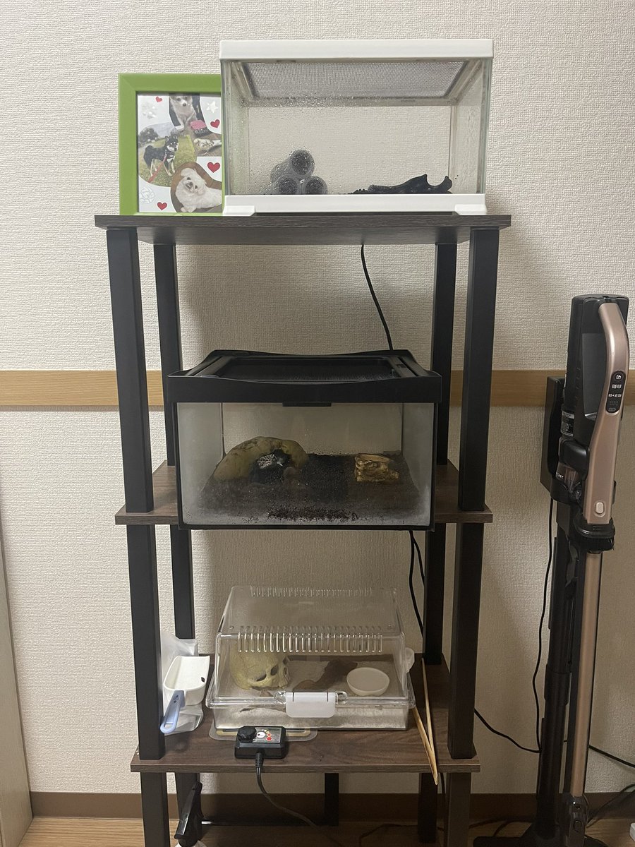 teruman8008's tweet photo. #ヒョウモントカゲモドキトカゲ #ニホンヤモリ#エレガンスボウユビトカゲ#爬虫類好きな人と繋がりたい #爬虫類 https://t.co/cwosBL3yCP