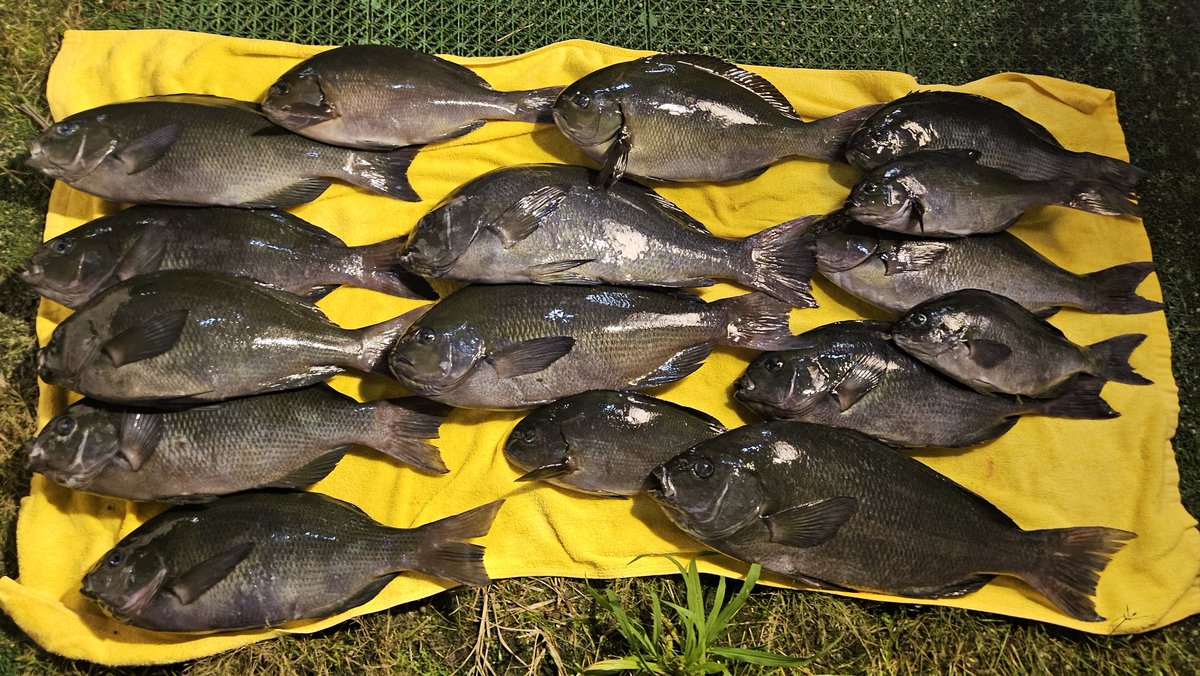 yamatobeee's tweet photo. しーげーと五島へ🎣
MAX48.5cm
久しぶりのフカセ楽しかった🙌 https://t.co/cT6h6ZrmKC