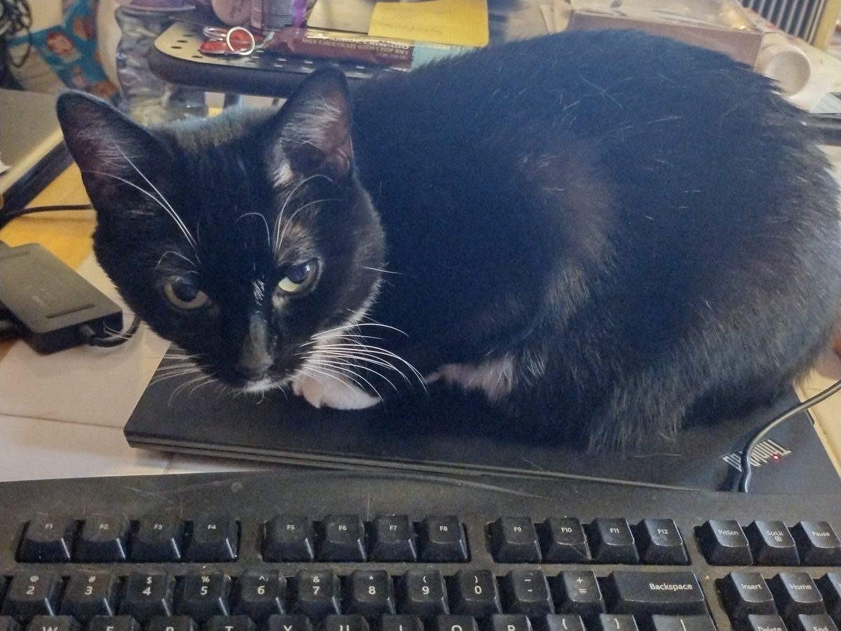 honor_gabby's tweet image. Desperate, I know many aren't from Frederick MD but my cat Baby, ran out yesterday and hasn't come home. She's a tuxedo and fixed. $1000 reward for her safe return.