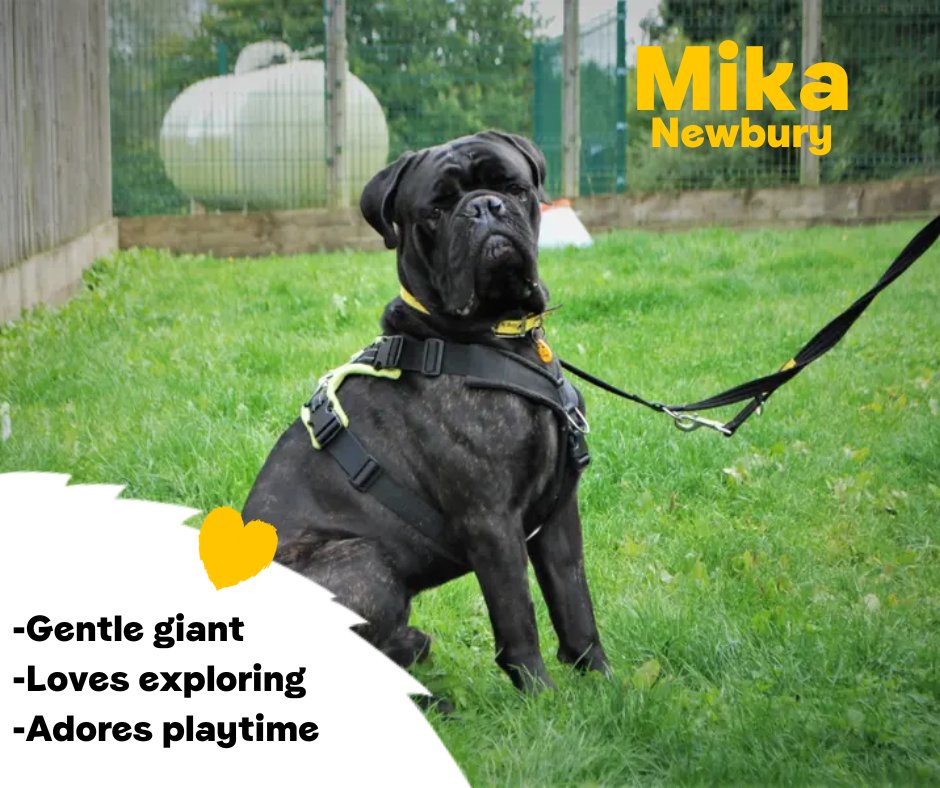 Dogs Trust 💛🐶 tweet media