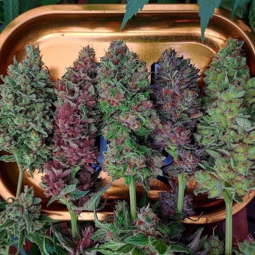 Thoughts on these beauties? 😍😍