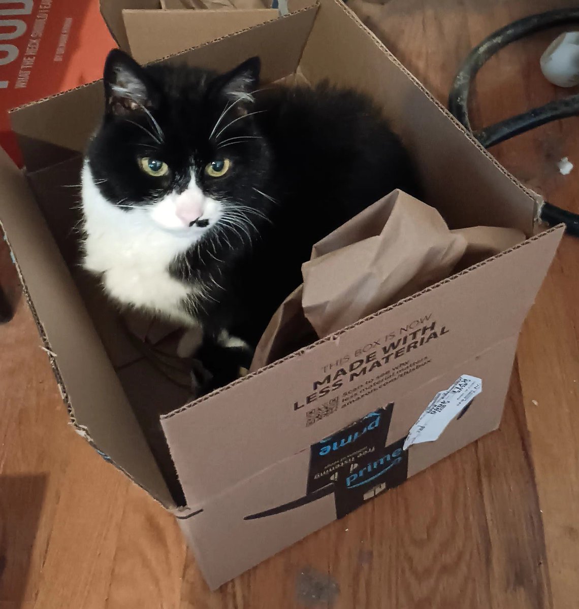 Happy #CatBoxSunday everyone! 📦 Have a lubly day! 🌄 Lubs yous all TONS! 🐈‍⬛🐾❤️ <a href="/TribeOfMa/">TheTribeOfMa</a> <a href="/Andrea56822453/">❄️🌈Skippy🐈Kevy🐈Badger🐈Sunny🐈Basil🐈Mikey❄️</a> <a href="/catsrule0/">Marie Choo Choo, married to Chalky</a> <a href="/HelenaG78377104/">Helena Garcia</a> @IzzyTizzy5 <a href="/MightyMolasses/">Mo🐈‍⬛ & Jo👵</a> <a href="/ndcenzo/">Dr Watson RIP & baby brother Sherlock Holmes & mom</a> <a href="/NicaTheCato/">Nica 🖤🤍🖤</a> <a href="/PrimroseTheCat_/">💐Primrose 💐🐾 ☀️</a> <a href="/TuxTedTabbyMag/">Georgene</a> <a href="/jerry_tuxedo/">Angel 🌈 Captain Jerry - RIP 1.8.2013-17.6.2025</a> <a href="/CinniMini2/">Angels Cinni, Oreo, and Hydrox</a> <a href="/DougieThreeLegs/">Dougie</a> <a href="/annin328/">Mookie🌈, Fuzz & Fiddy's Mom</a>