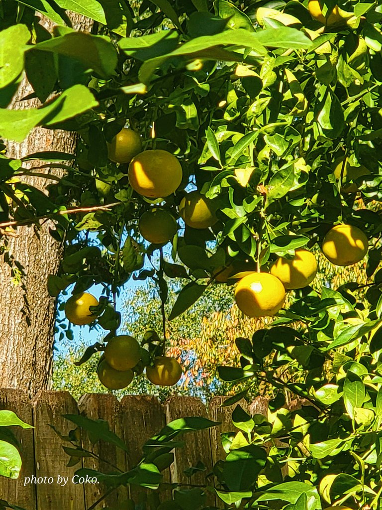 coko9718's tweet photo. Although yellowish now, these are oranges growing from our tree! Back after bearing no fruit last year. They will be ready by Thanksgiving. 🍊
#NatureBeauty #SundayYellow #SundayMorning #Citrustrees  #TwitterNatureCommunity #photography #Florida😔 https://t.co/ji7Hk63dDQ