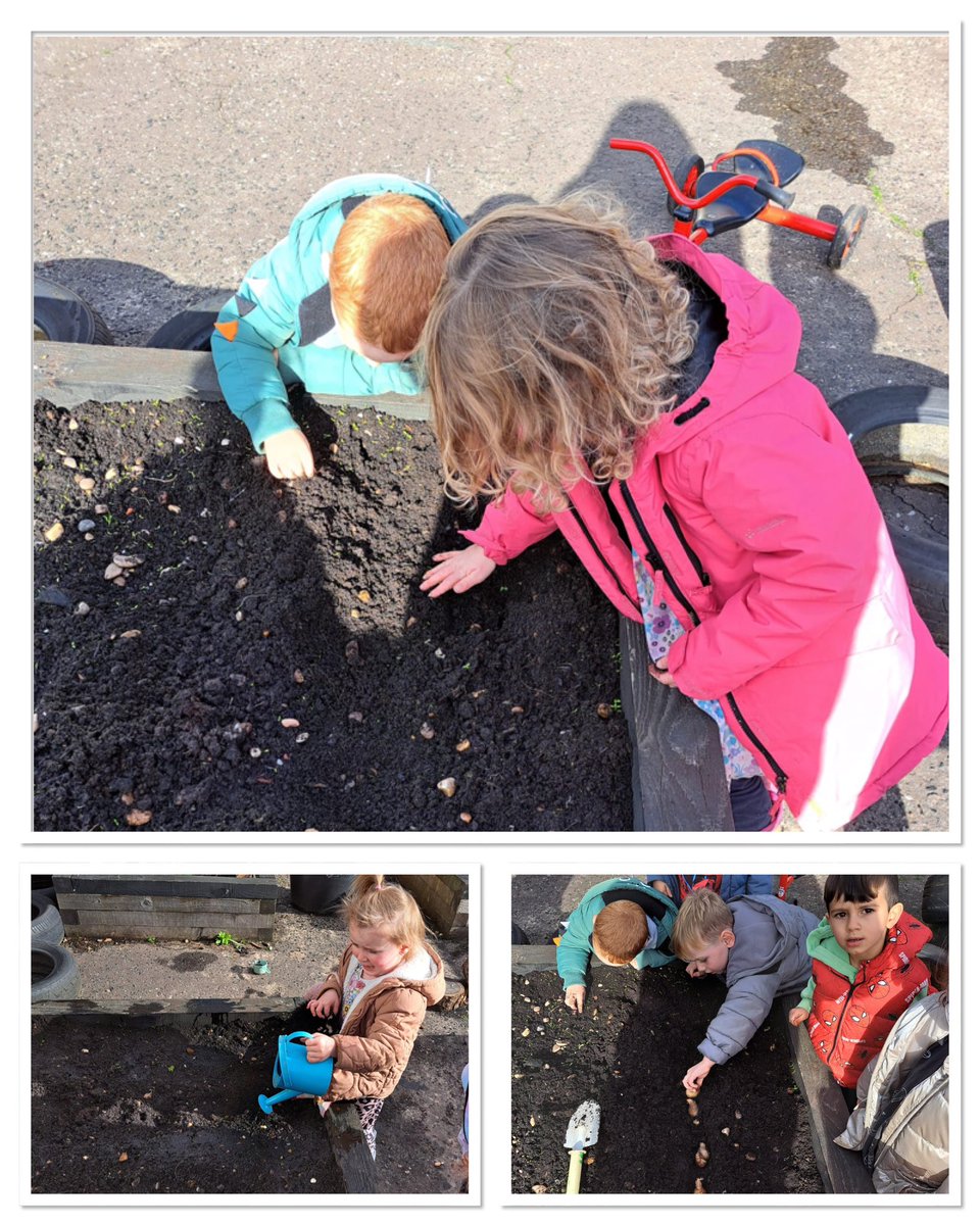 Seasonal fun and learning in our ELCC.  Pumpkin carving and planting daffodil bulbs to watch growing for Spring.