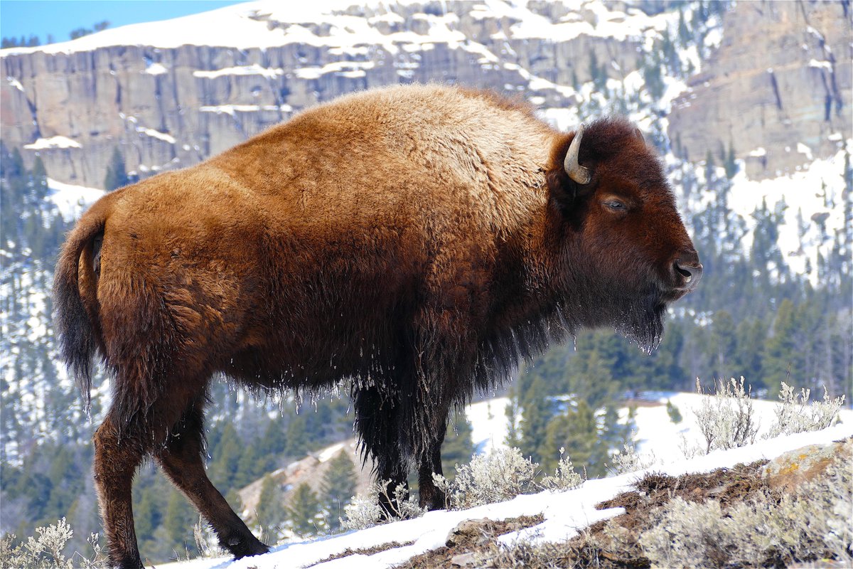 Good morning from <a href="/AltYelloNatPark/">AltYellowstoneNatPar</a>