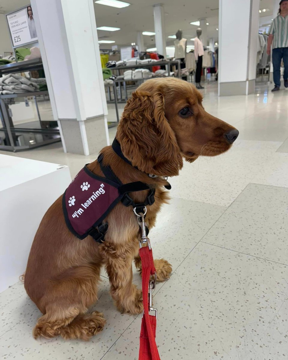 HearingDogs's tweet image. The lovely Libby has just celebrated her first birthday 🎂🐾

She's in the third stage of her training, and is looking so grown up in her training jacket 🐕‍🦺

Libby has been doing a great job of exploring busier public places and working on her super 'Sit'.

Well done Libby 🎉