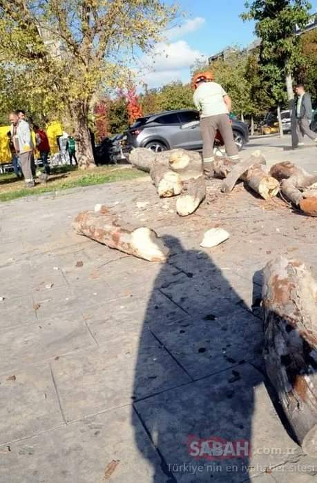 Tencere tavacılar uyuyor mu?

İBB, Dolmabahçe ve Emirgan'ın ardından Gezi Parkı ve Gülhane'de 50 ağacı daha katletti.

Ekrem İmamoğlu'na tepki gösterecek bir Doğa Sever yok mu?