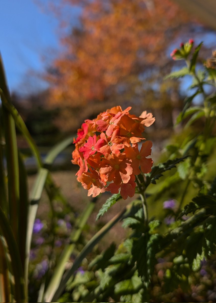 Sarah Rums tweet media