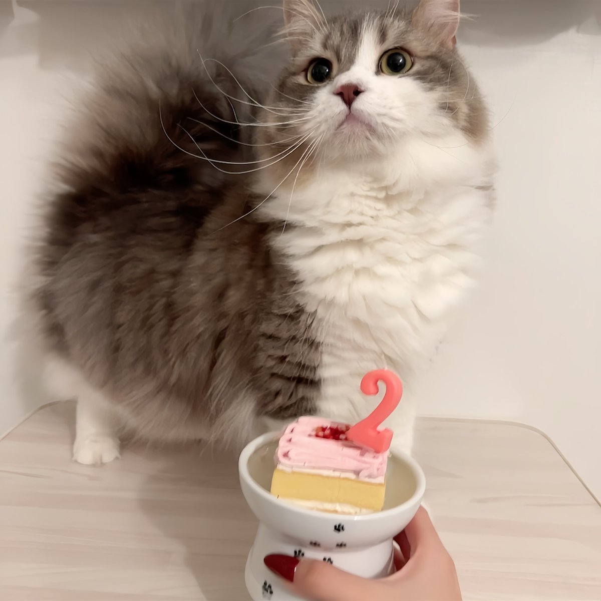 うちのねこさんが可愛すぎてつらい・・・ https://t.co/FqmwP5VouG