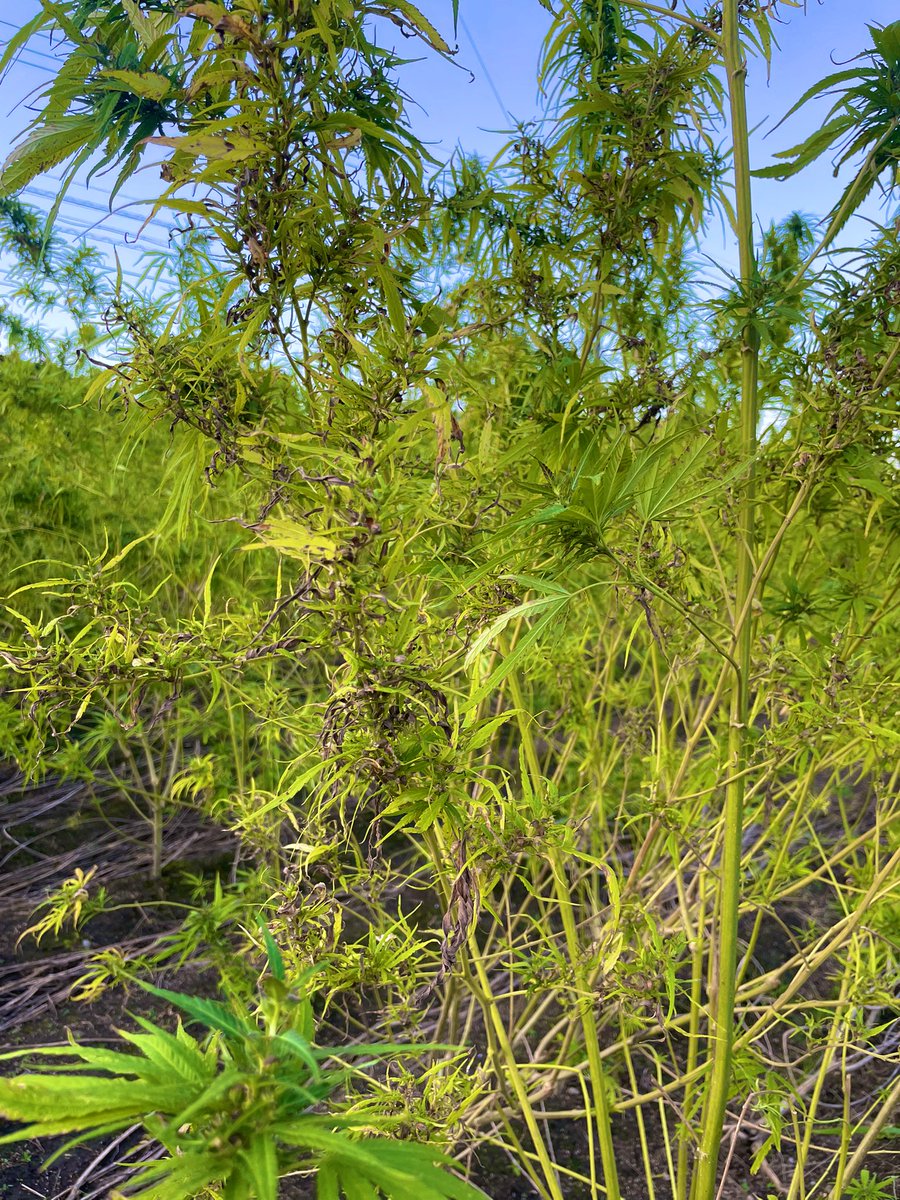 hempinnovation's tweet photo. 鳥の大群が襲ってきた圃場、、、ほぼ食べ尽くされてしまいました。
「膝から崩れ落ちる」とはまさにこういうことですねorz…

売れる種子は鳥の餌になってしまったので、茎（麻幹）を買ってもらえないでしょうか、、、RTが100を超えたら売ります。いや、超えなくても販売します、、、 https://t.co/0lVNRZyLs5