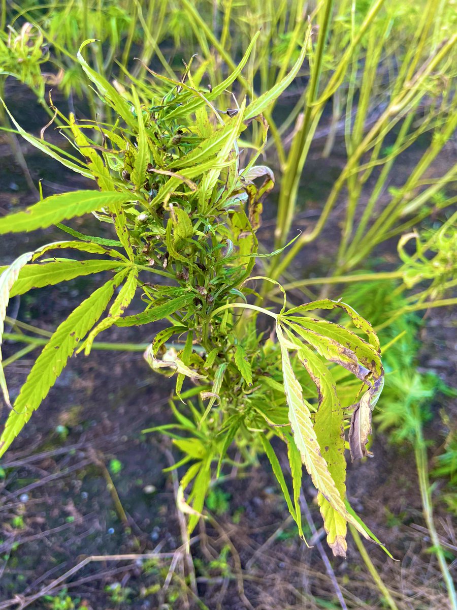 hempinnovation's tweet photo. 鳥の大群が襲ってきた圃場、、、ほぼ食べ尽くされてしまいました。
「膝から崩れ落ちる」とはまさにこういうことですねorz…

売れる種子は鳥の餌になってしまったので、茎（麻幹）を買ってもらえないでしょうか、、、RTが100を超えたら売ります。いや、超えなくても販売します、、、 https://t.co/0lVNRZyLs5