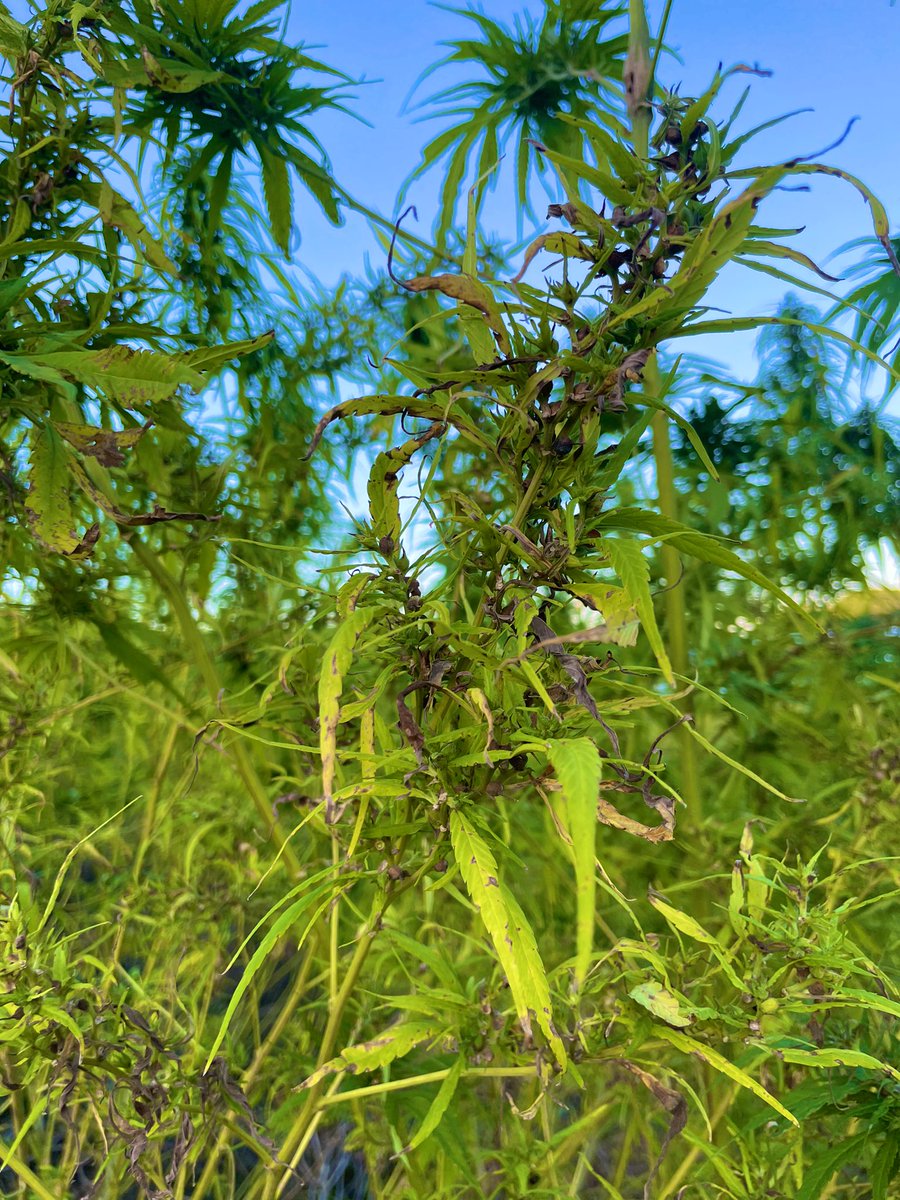 hempinnovation's tweet photo. 鳥の大群が襲ってきた圃場、、、ほぼ食べ尽くされてしまいました。
「膝から崩れ落ちる」とはまさにこういうことですねorz…

売れる種子は鳥の餌になってしまったので、茎（麻幹）を買ってもらえないでしょうか、、、RTが100を超えたら売ります。いや、超えなくても販売します、、、 https://t.co/0lVNRZyLs5