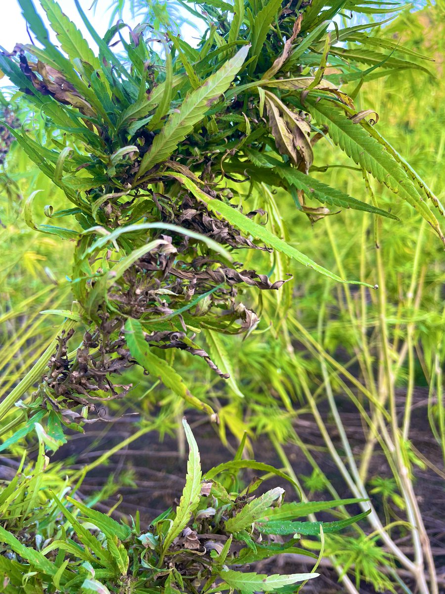 hempinnovation's tweet photo. 鳥の大群が襲ってきた圃場、、、ほぼ食べ尽くされてしまいました。
「膝から崩れ落ちる」とはまさにこういうことですねorz…

売れる種子は鳥の餌になってしまったので、茎（麻幹）を買ってもらえないでしょうか、、、RTが100を超えたら売ります。いや、超えなくても販売します、、、 https://t.co/0lVNRZyLs5