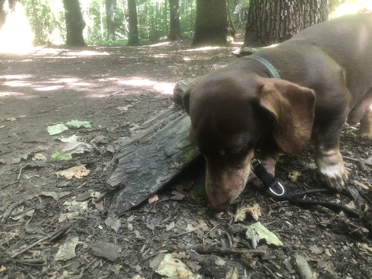 MarionFiedlerTN's tweet image. Best frienddddddd 

#teckel #dachshound #freetime