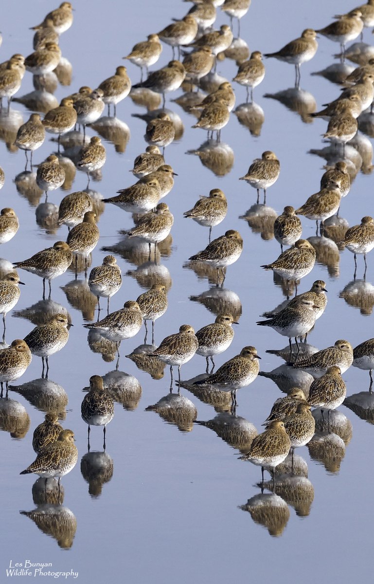 Les Bunyan 📷🍫🐻🦉🦅🏞🇬🇧 tweet media