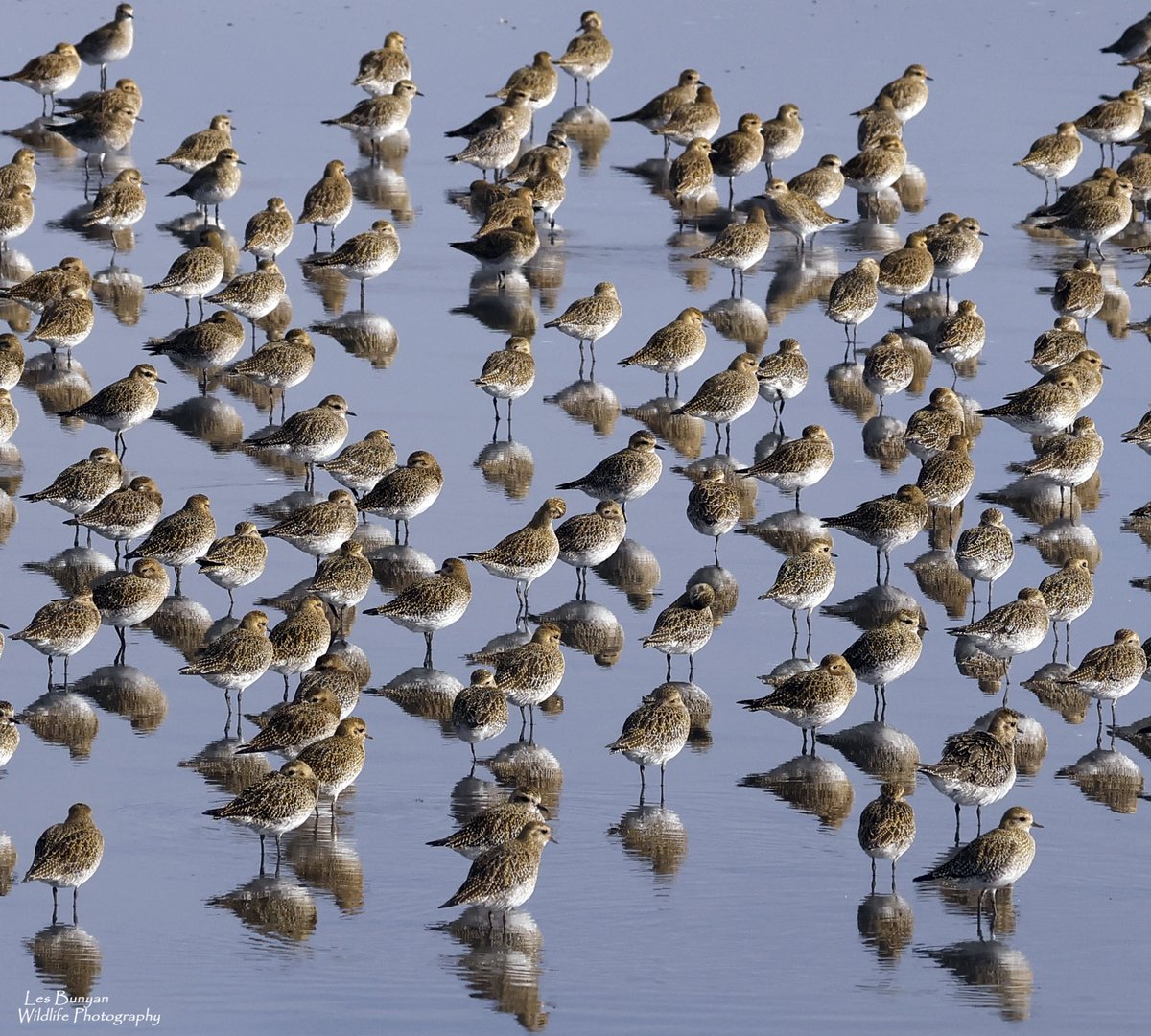 Les Bunyan 📷🍫🐻🦉🦅🏞🇬🇧 tweet media