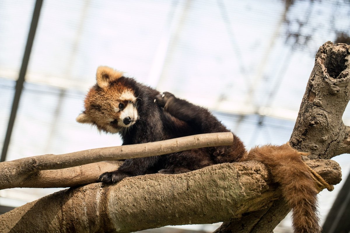 LuvU3u's tweet photo. #レッサーパンダ可愛い https://t.co/WthD9eJx1r