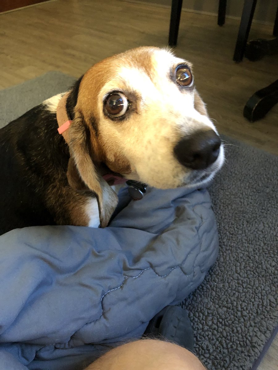 Daphne🌈,Roz🌈,Barney🌈,& Gray their dad. tweet media