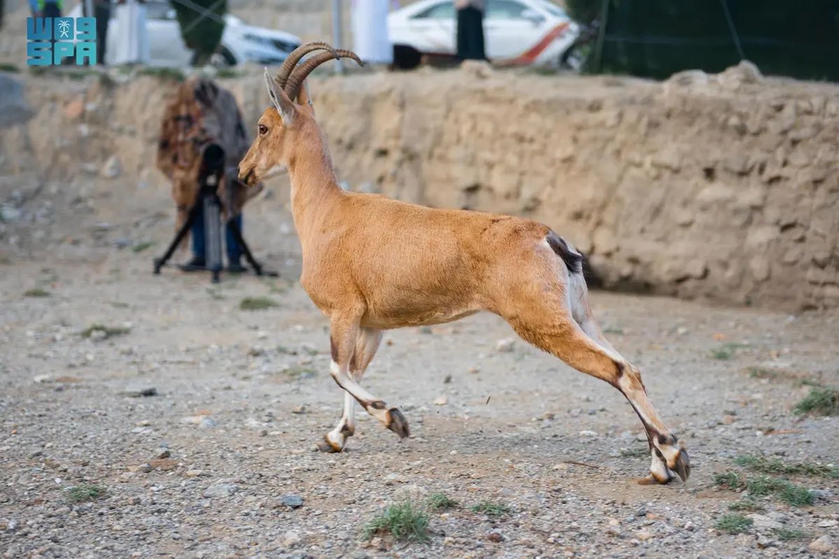 إطلاق 6 وعول في منتزه الشكران ببلجرشي بالباحة، لإعادة توطين الكائنات الفطرية المهددة بالانقراض.

-