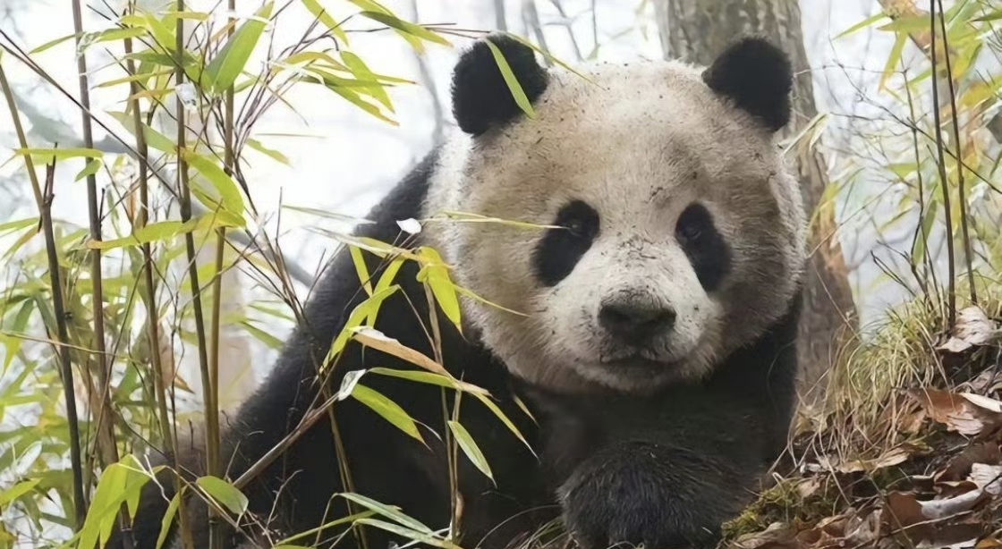 Heapet_official's tweet photo. Wild giant panda, although a little dirty, but still so cute
#heapet #animals #wildanimals #panda #wildpanda https://t.co/0LuHuuKrsj