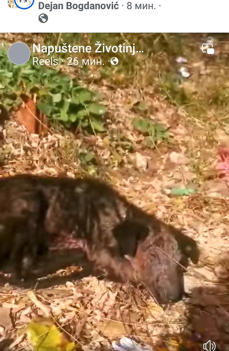 ❗❗❗❗❗❗❗
TUGA!
Neko da pomogne?
Pisati ovoj FB grupi...
HITNO JE!!!!😭😔❤❤🐾🐾🍀🍀