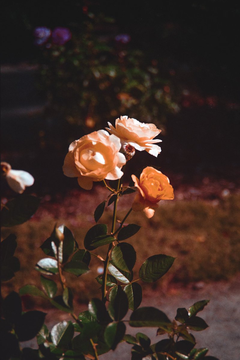 Ryan Williams tweet media