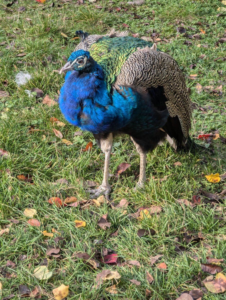 yossarian67's tweet image. #praque