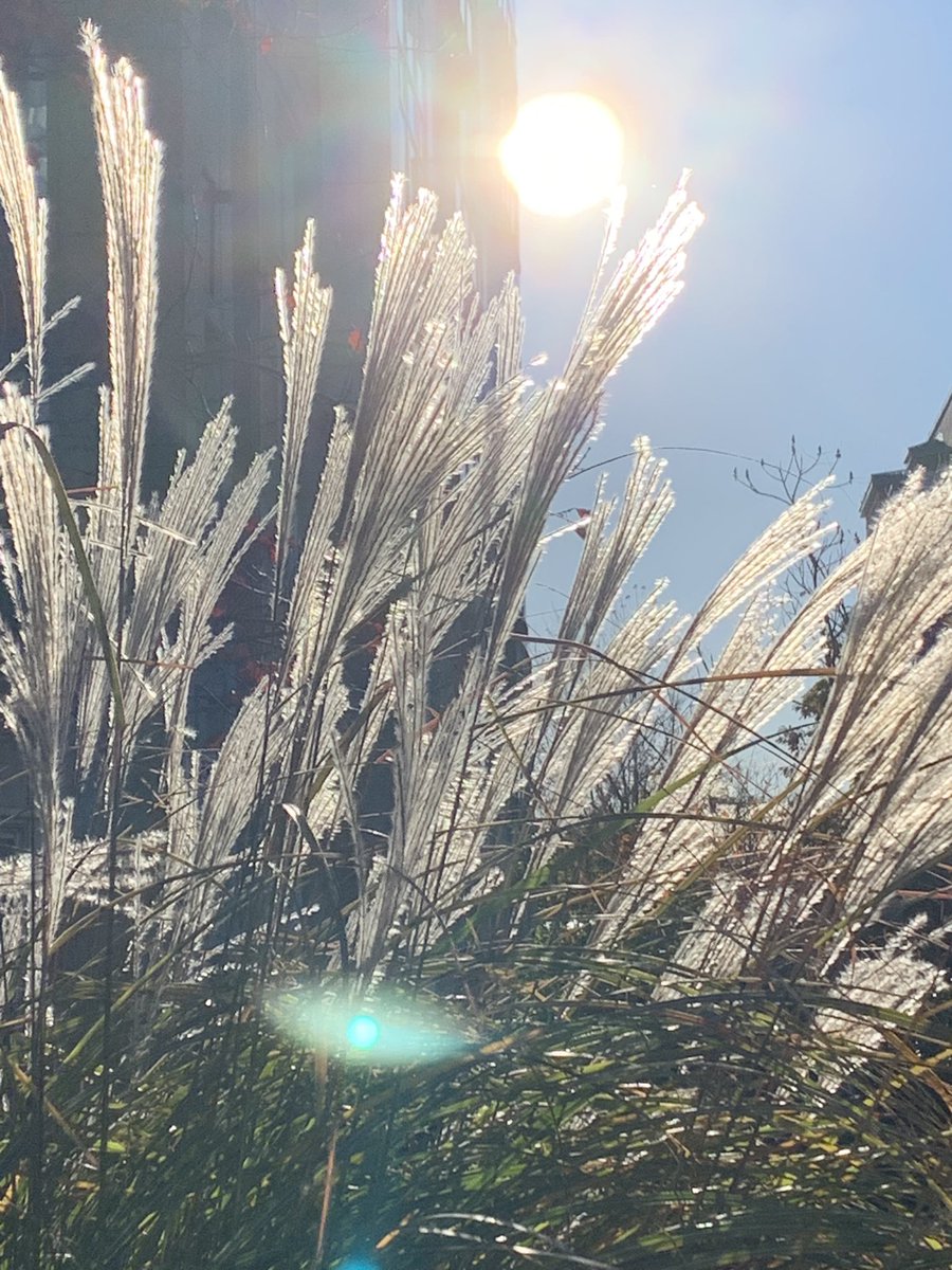 I caught this image on an early morning walk this morning, made especially early with the time change.