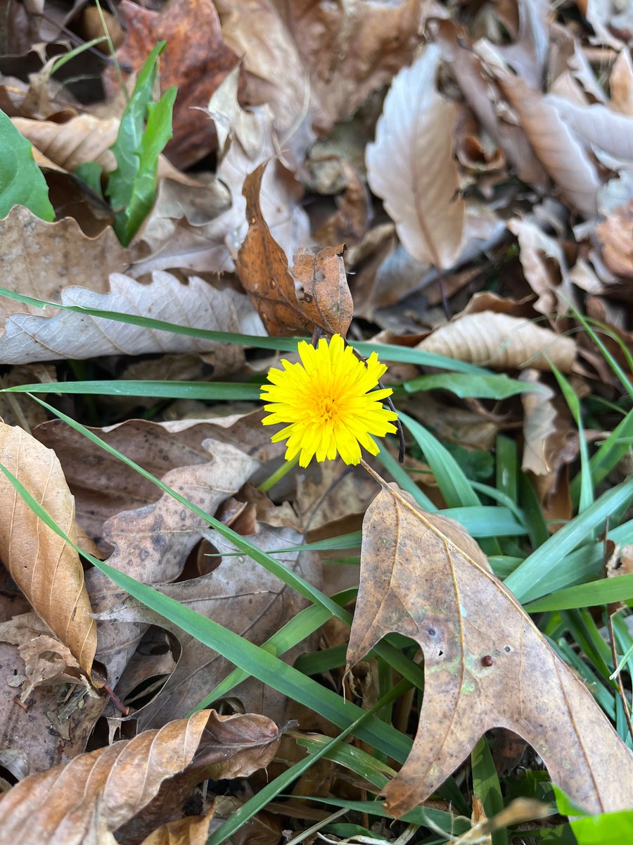 peachesx4's tweet photo. One last peep of color before Winter hits💛 https://t.co/v9agBs9Hiq
