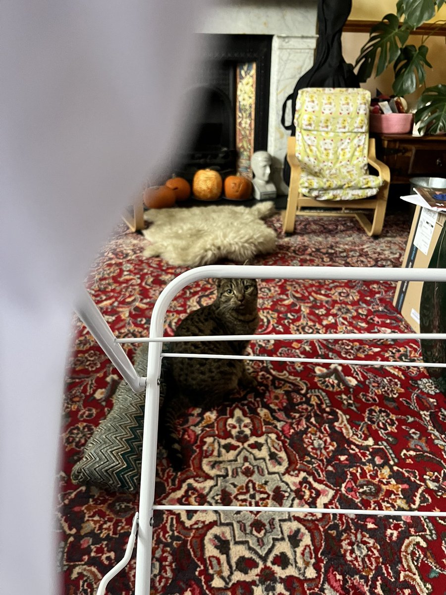 The cats love watching me steam clothes