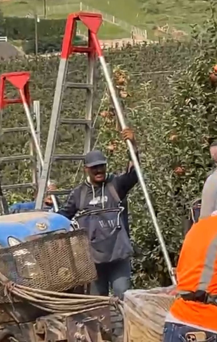 UFWupdates's tweet photo. Jesus has worked in Yakima WAs apple harvest for 20+ years. "It is very tiring work. I carry a heavy bag that I put the apples in. I must carry it up and down tall ladders as I harvest the apples. I have to be careful because it is very dangerous as one can fall." #WeFeedYou https://t.co/Yt3d06D9nC