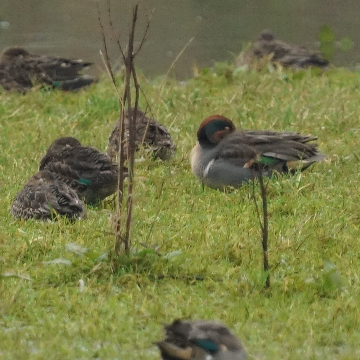 OutwestDreamin's tweet photo. Presumed Green winged teal, off watery lane, Farleton just of jct. 36 M6 @LDBWSnews @BirdGuides @CumbriaBirdClub https://t.co/EcSfeYjjaA