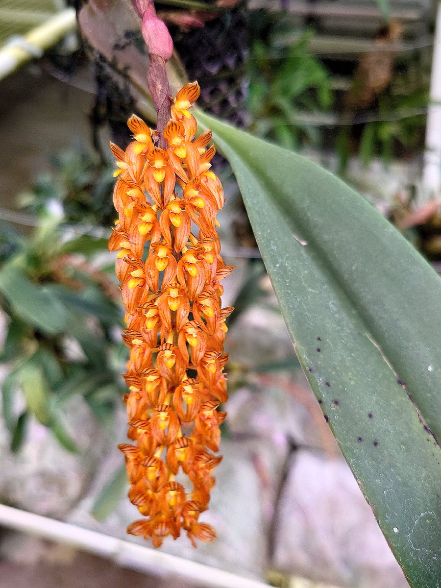 UK_Boothby's tweet photo. A few of the highlights (2of2) from the Orchid Society of GB behind the scenes visit to @kewgardens, as guests of @BalaatKew #Orchidaceae. Marvellous day 📸 : Coel. wenzelii, Hab. rhodocheila, Den. Pauline, Bulb. orientale https://t.co/cPVRIqPlar