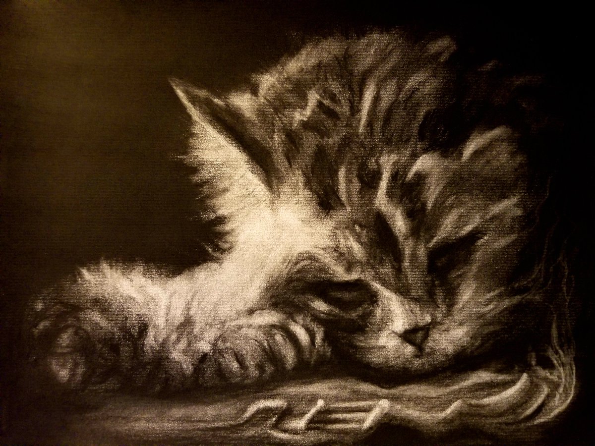 Later_AtBobs's tweet image. Charcoal on laid paper, 9x12 inches #animal #cat #drawing #charcoal
