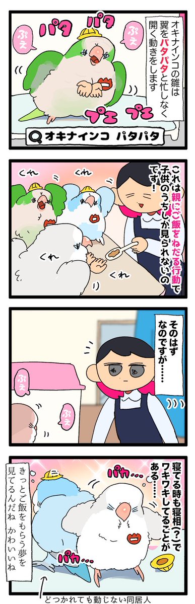 オキナインコの赤ちゃんの時期にだけ見られるパタパタのプエプエ🦜

1955 #えるポピの絵日記かくところ 