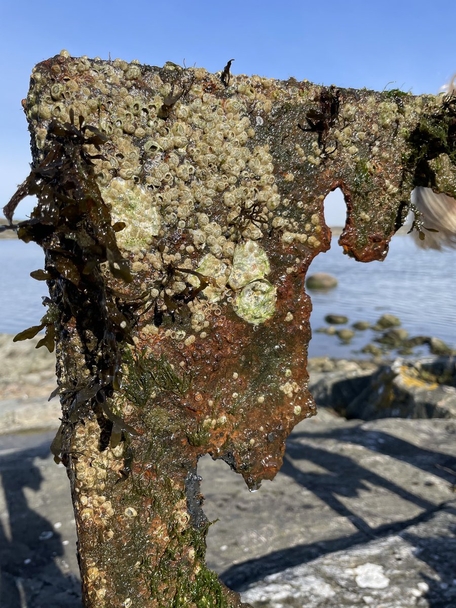 _CleanSea's tweet image. Wow, what an interesting find! How long do you think this one has been in the water? 🤔🌊🐠

#makeadifference #beachcleanup #savetheocean