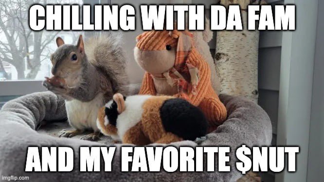 peanutonspl's tweet photo. In honor of PNUT, let’s make $NUT the currency of laughter! Why did the peanut cross the road? To get to the nutty side

#NUT #PNUT #SOL #solmemes https://t.co/2C06S5GOsZ